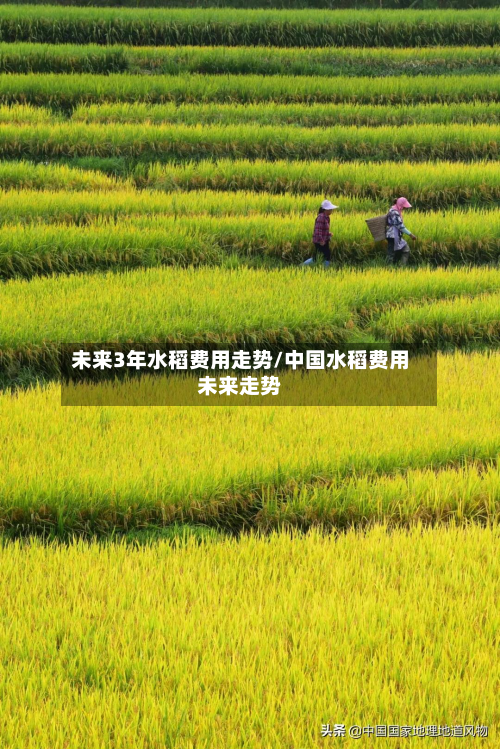 未来3年水稻费用走势/中国水稻费用未来走势