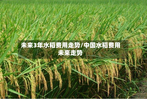 未来3年水稻费用走势/中国水稻费用未来走势-第2张图片