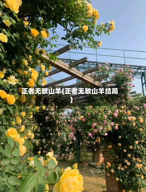 正者无敌山羊(正者无敌山羊结局)-第2张图片