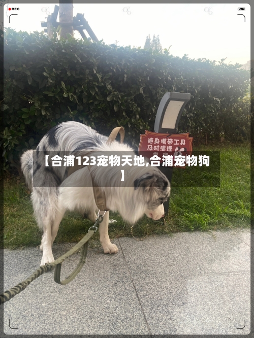 【合浦123宠物天地,合浦宠物狗】