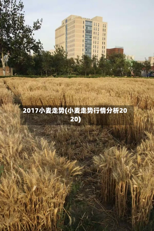 2017小麦走势(小麦走势行情分析2020)