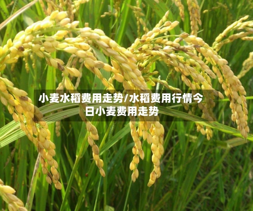小麦水稻费用走势/水稻费用行情今日小麦费用走势