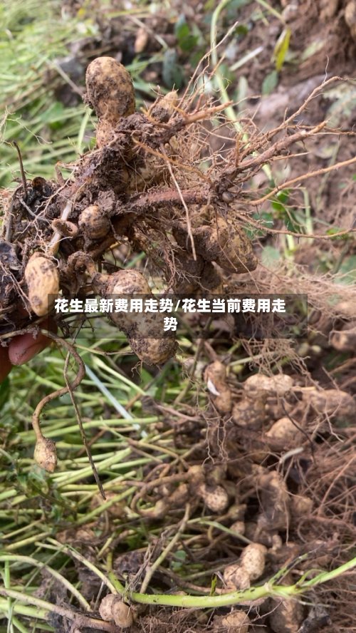 花生最新费用走势/花生当前费用走势