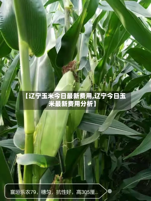 【辽宁玉米今日最新费用,辽宁今日玉米最新费用分析】-第2张图片