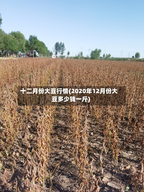 十二月份大豆行情(2020年12月份大豆多少钱一斤)-第2张图片