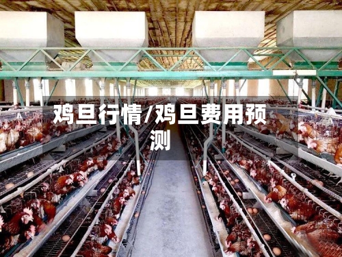 鸡旦行情/鸡旦费用预测-第2张图片