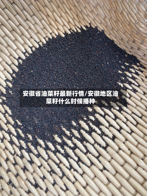 安徽省油菜籽最新行情/安徽地区油菜籽什么时候播种-第3张图片