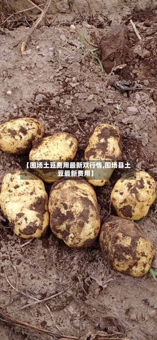 【围场土豆费用最新双行情,围场县土豆最新费用】