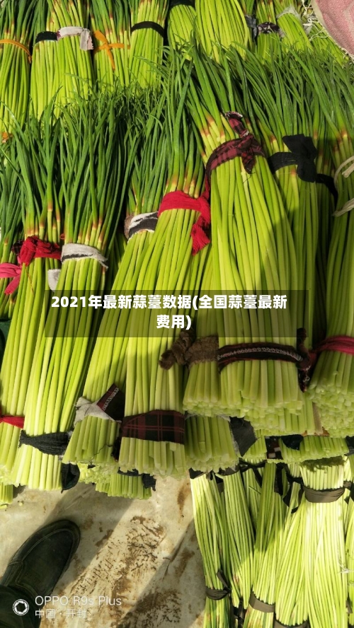 2021年最新蒜薹数据(全国蒜薹最新费用)-第2张图片