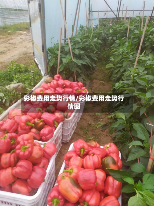 彩椒费用走势行情/彩椒费用走势行情图