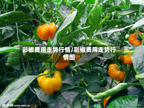 彩椒费用走势行情/彩椒费用走势行情图-第3张图片