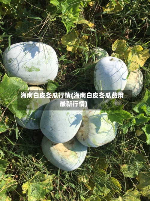 海南白皮冬瓜行情(海南白皮冬瓜费用最新行情)