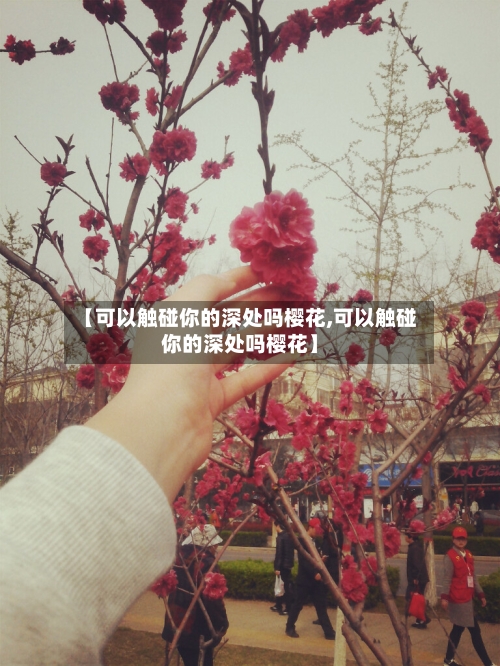 【可以触碰你的深处吗樱花,可以触碰你的深处吗樱花】