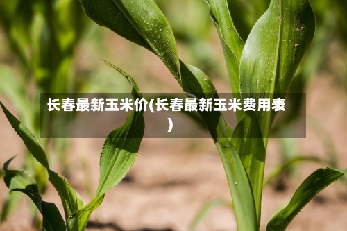 长春最新玉米价(长春最新玉米费用表)-第3张图片