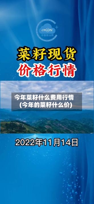 今年菜籽什么费用行情(今年的菜籽什么价)