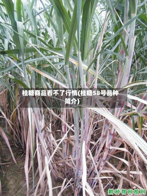 桂糖商品看不了行情(桂糖58号品种简介)-第2张图片