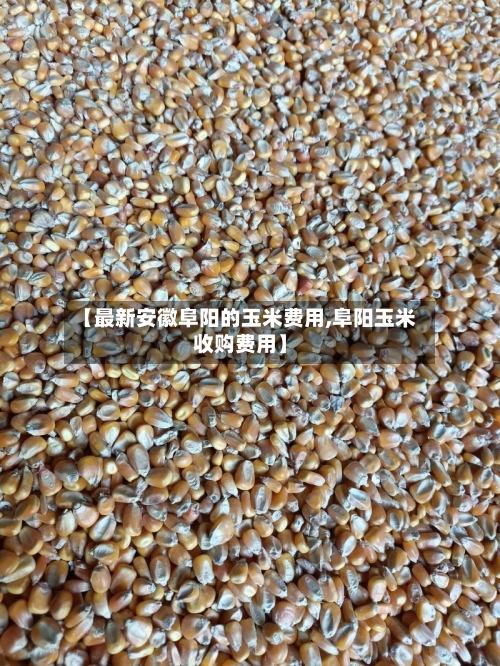 【最新安徽阜阳的玉米费用,阜阳玉米收购费用】
