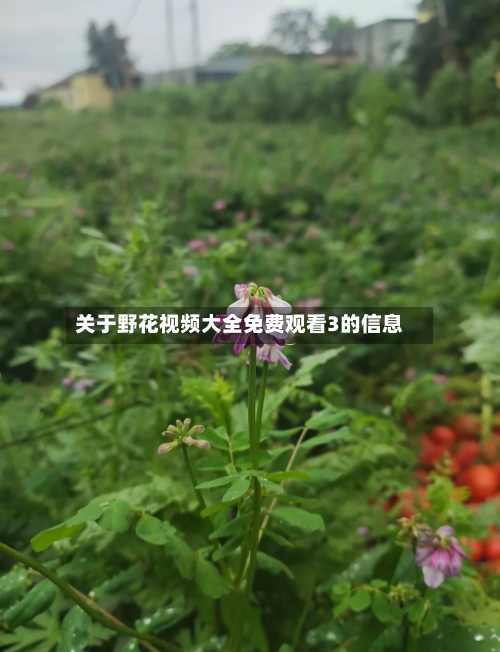 关于野花视频大全免费观看3的信息-第2张图片
