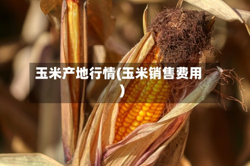 玉米产地行情(玉米销售费用)