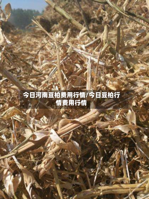 今日河南豆柏费用行情/今日豆柏行情费用行情