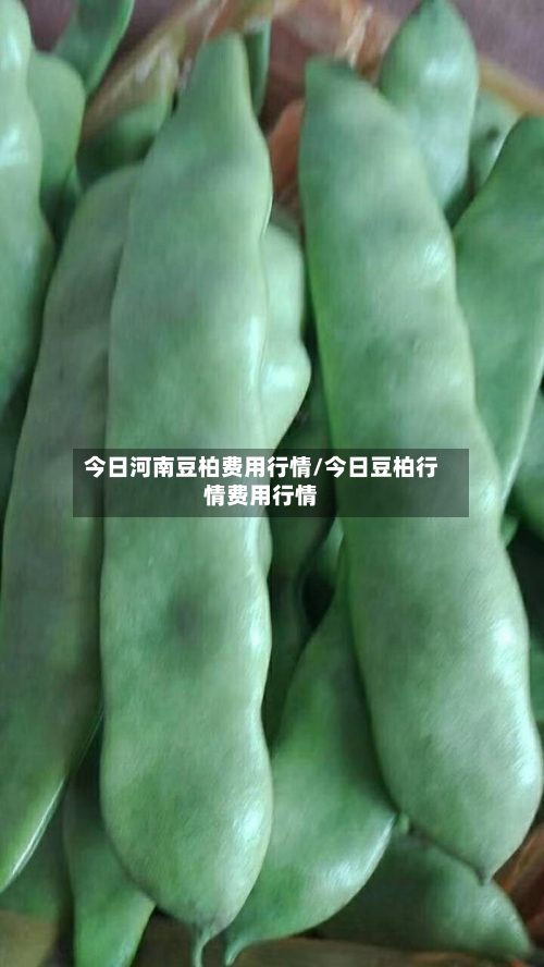 今日河南豆柏费用行情/今日豆柏行情费用行情-第2张图片