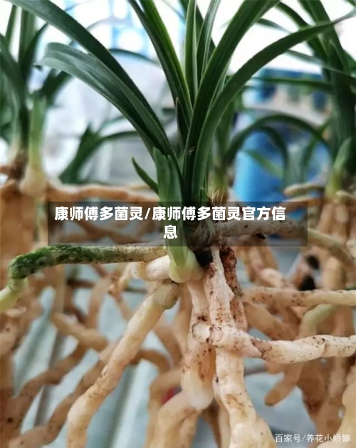 康师傅多菌灵/康师傅多菌灵官方信息-第2张图片
