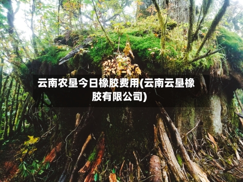 云南农垦今日橡胶费用(云南云垦橡胶有限公司)