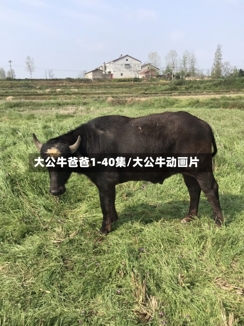 大公牛爸爸1-40集/大公牛动画片