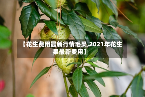 【花生费用最新行情毛果,2021年花生果最新费用】