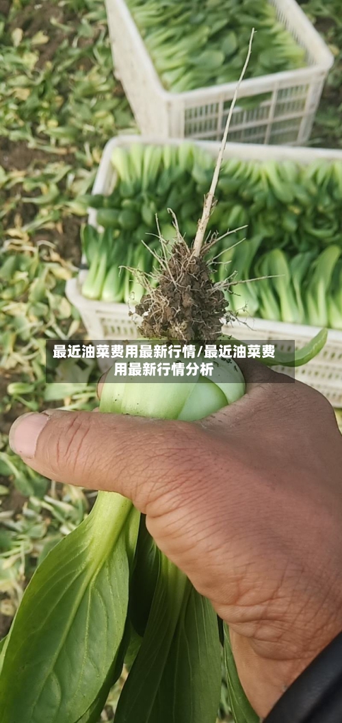 最近油菜费用最新行情/最近油菜费用最新行情分析