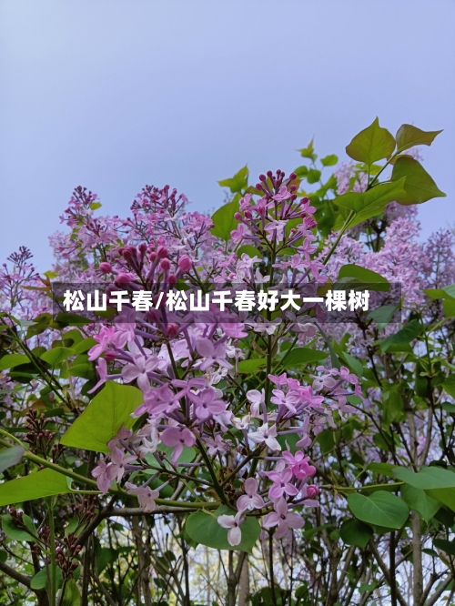 松山千春/松山千春好大一棵树-第2张图片