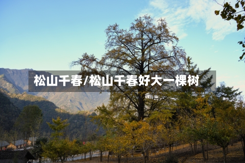 松山千春/松山千春好大一棵树