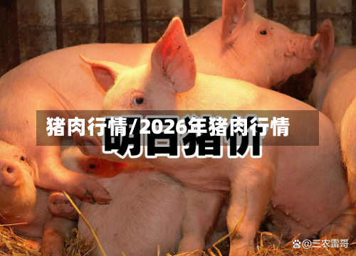 猪肉行情/2026年猪肉行情-第3张图片