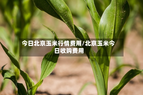 今日北京玉米行情费用/北京玉米今日收购费用