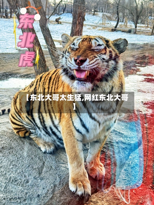 【东北大哥太生猛,网红东北大哥】