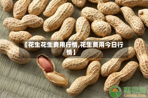 【花生花生费用行情,花生费用今日行情】