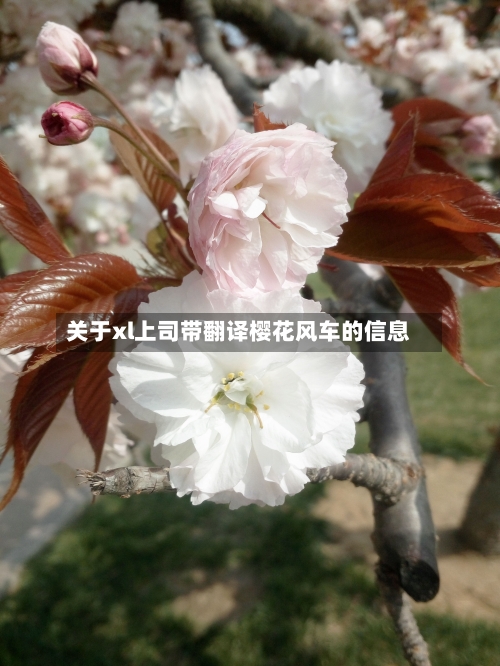 关于xl上司带翻译樱花风车的信息-第2张图片