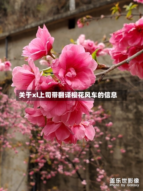 关于xl上司带翻译樱花风车的信息