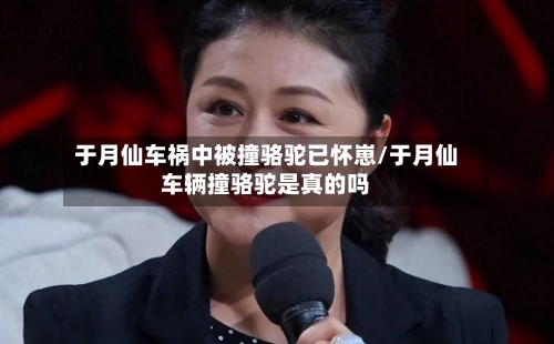 于月仙车祸中被撞骆驼已怀崽/于月仙车辆撞骆驼是真的吗-第2张图片