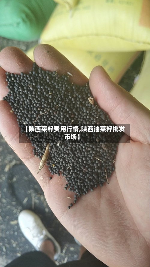 【陕西菜籽费用行情,陕西油菜籽批发市场】-第2张图片
