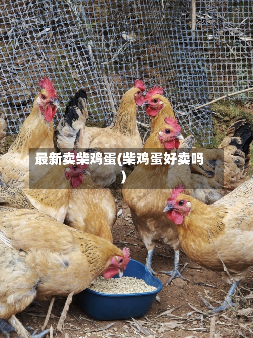 最新卖柴鸡蛋(柴鸡蛋好卖吗)