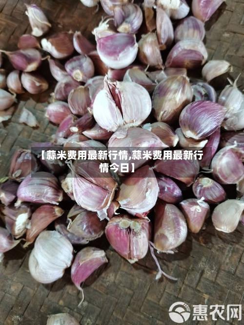【蒜米费用最新行情,蒜米费用最新行情今日】