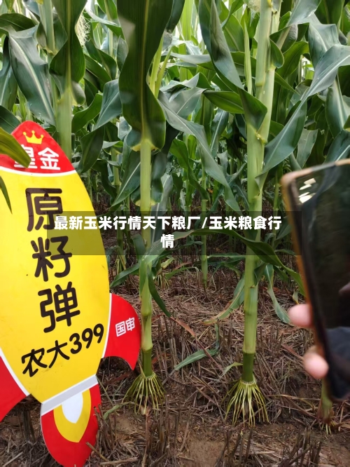 最新玉米行情天下粮厂/玉米粮食行情-第3张图片