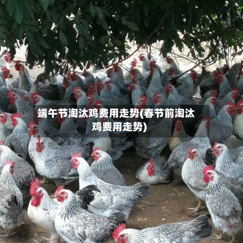 端午节淘汰鸡费用走势(春节前淘汰鸡费用走势)-第2张图片
