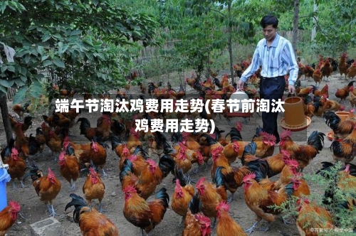 端午节淘汰鸡费用走势(春节前淘汰鸡费用走势)