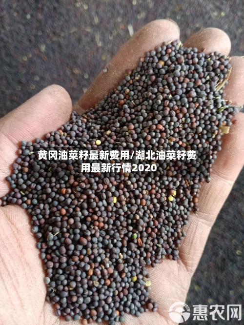 黄冈油菜籽最新费用/湖北油菜籽费用最新行情2020