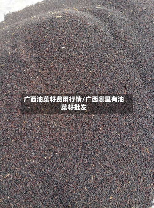 广西油菜籽费用行情/广西哪里有油菜籽批发-第2张图片