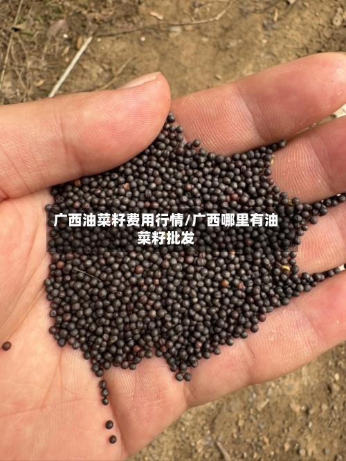 广西油菜籽费用行情/广西哪里有油菜籽批发