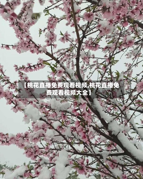 【桃花直播免费观看视频,桃花直播免费观看视频大全】