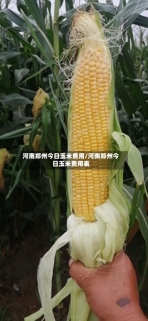 河南郑州今日玉米费用/河南郑州今日玉米费用表-第2张图片